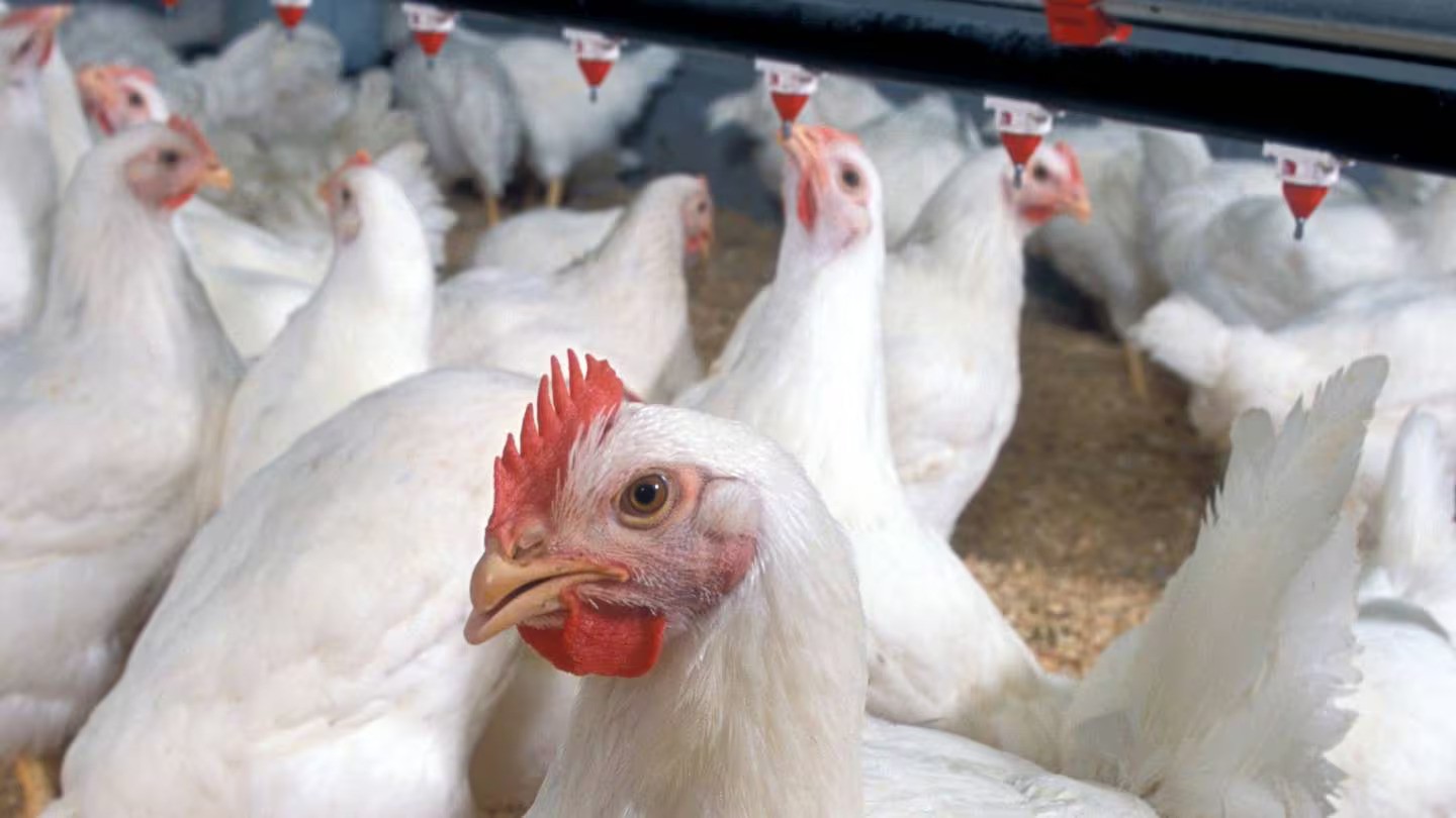 Farmers in the area have been put on alert. Photo / File