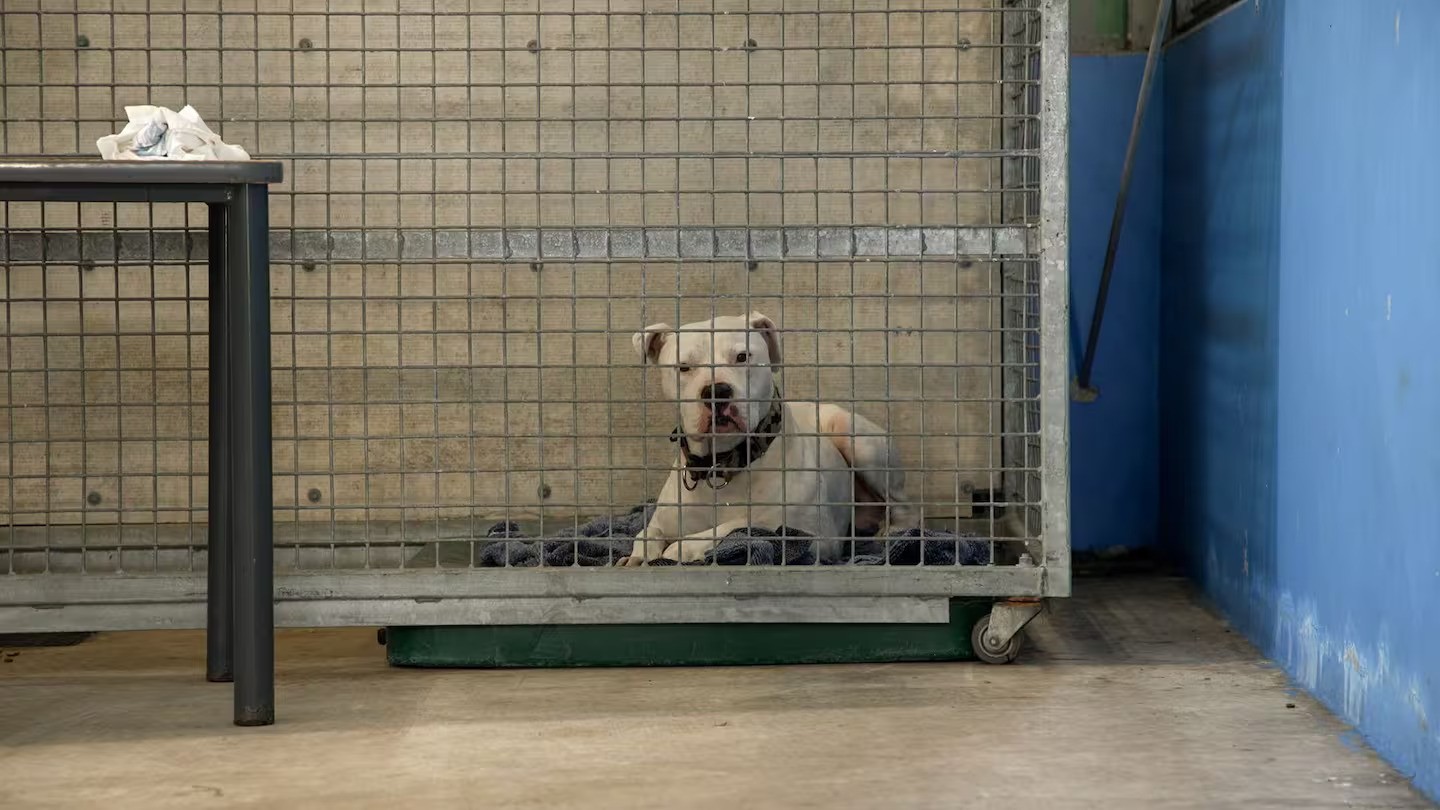 Dog control: Whanganui backs status quo as neighbours push big changes