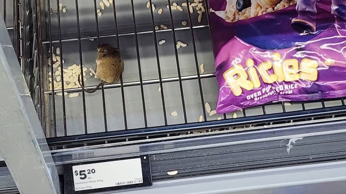 Customers have been left disgusted after a mouse was spotted eating cereal at Woolworths Pukekohe South this afternoon.
