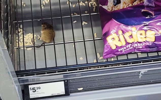 Snap, crackle, shock! Large mouse spotted eating cereal at Auckland supermarket