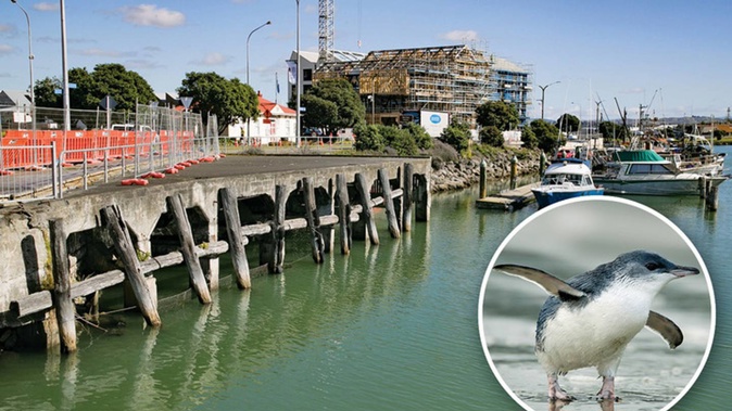 Experts will check in on any presence of little blue penguins when demolishing Jull Wharf in Napier. Photo NZME