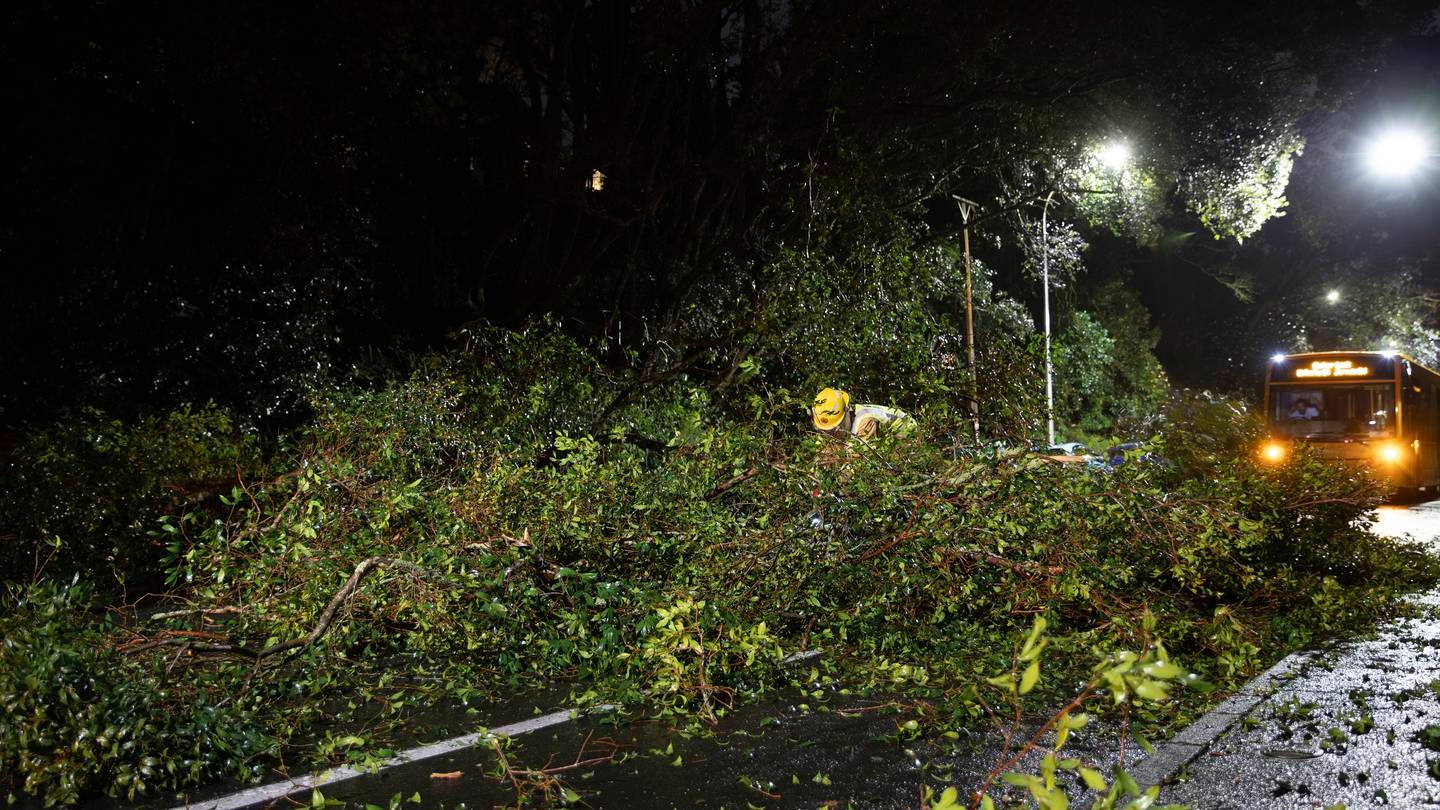 Grey Lynn firefighters were called to deal with a fallen tree branch that blocked both lanes on West End Rd in Herne Bay overnight. Photo / Hayden Woodward