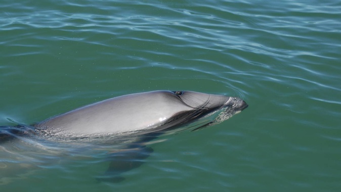 A dead dolphin was found washed up on an Auckland beach yesterday - with fears it could be a critically endangered Māui dolphin.
