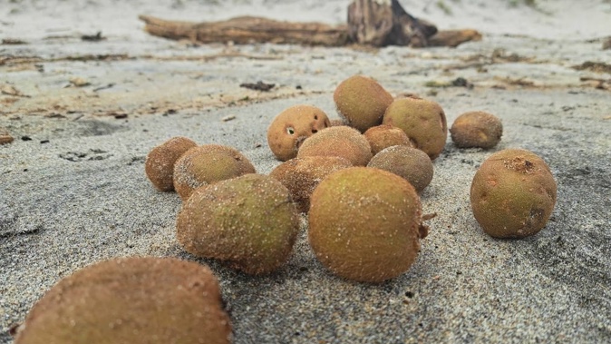 Many kiwifruit washed up on Pāpāmoa Beach.