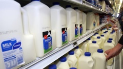 Milk allergens triggered the most food safety recalls in 2023. Photo / NZME