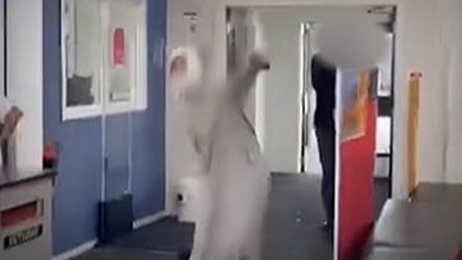 Avondale College student dresses up as Islamic terrorist, does fake bomb attack stunt on culture day. Photo / TikTok