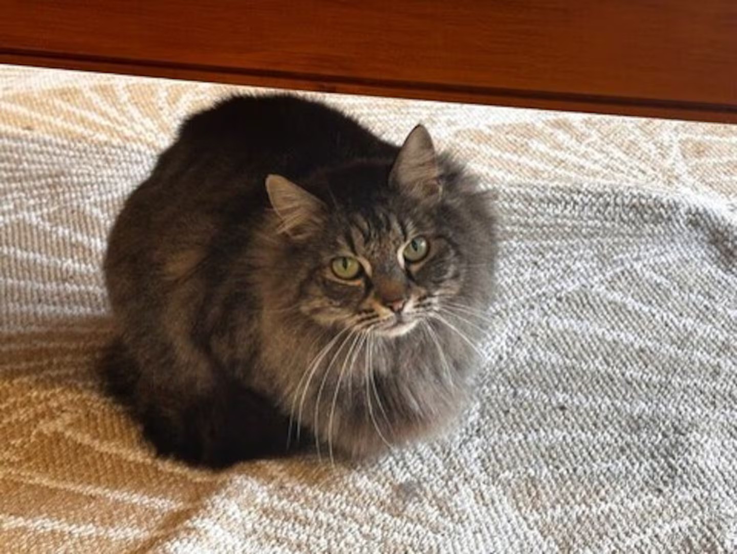 Harald the cat, who was killed in a dog attack on Monday.