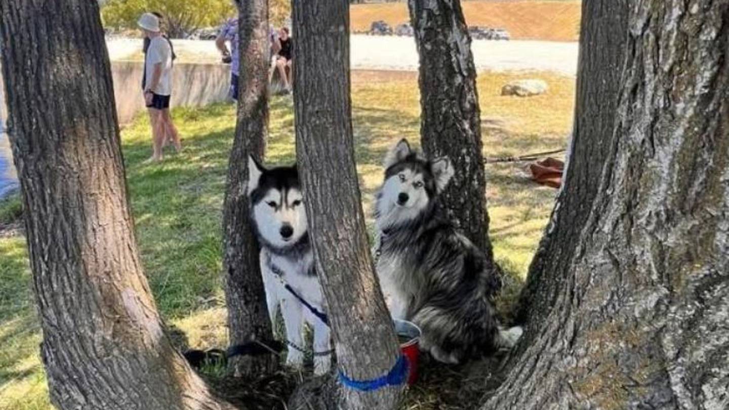Huskies Sky and Luca went missing near Progress Valley on Tuesday. Photo / Supplied
