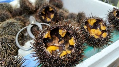 Kina enhanced through the Kinanomics project have bigger roe than malnourished kina. Photo / Johnny Wright