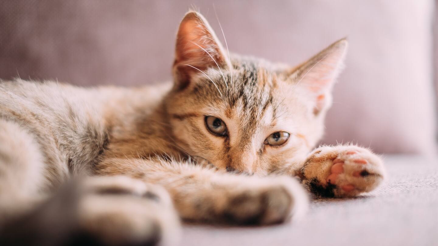 Queenstown wetland wildlife at risk as cats caught hunting