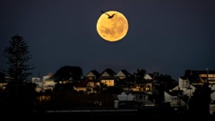The 2022 supermoon pictured over Ponsonby, Auckland. Photo / Michael Craig