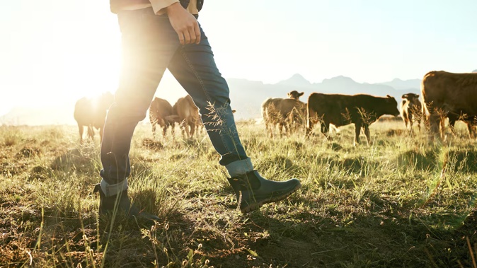 Rabobank's latest survey found confidence in the broader agri economy had increased to a net reading of +3%. Photo / 123RF