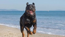 Christchurch City Council urged to take lead on beach dog problems