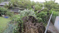 A large oak tree has fallen on to a home in Woodward Rd, Mt Albert. Photo / Michael Craig