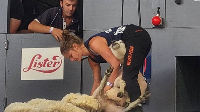 Robin Krause in action in the Royal Highland Show junior shearing final, a support event on the first day of the 2023 Golden Shears World Shearing and Woolhandling Championships in Scotland. Photo / SSNZ