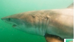 The 1.2m long baby great white shark spotted in the Tauranga Harbour. Photo / Supplied
