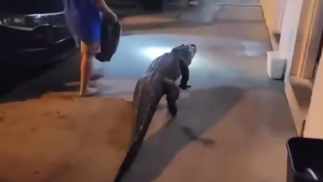At a Virginia motel, an unusual guest checks in – a two-metre alligator