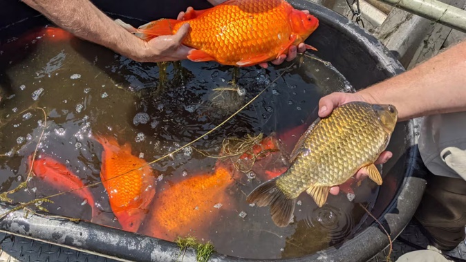 Some of the goldfish have grown as large as 30cm to 40cm in length. Photo / City of Burnsville.