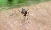 Female mosquitoes are targeted because only they bite and drink blood, thereby spreading diseases such as malaria and dengue fever. Photo / Warren Buckland