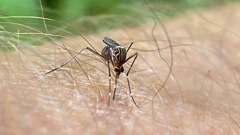 Female mosquitoes are targeted because only they bite and drink blood, thereby spreading diseases such as malaria and dengue fever. Photo / Warren Buckland