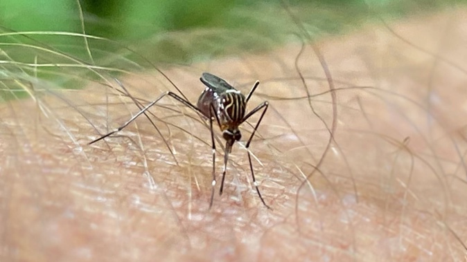 Female mosquitoes are targeted because only they bite and drink blood, thereby spreading diseases such as malaria and dengue fever. Photo / Warren Buckland