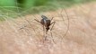 Jack Tame: The world’s deadliest creatures have reached the last country on Earth