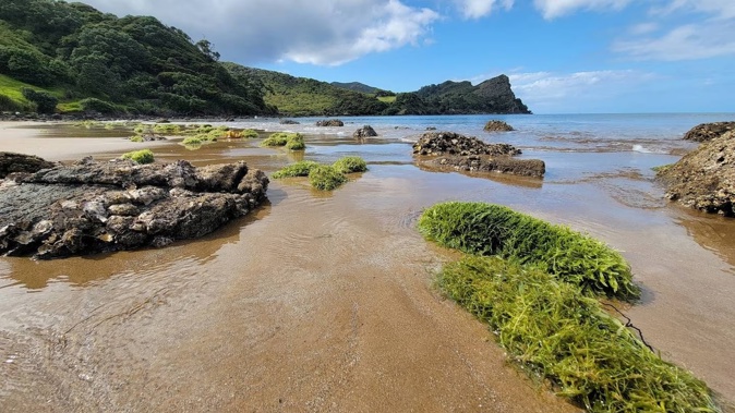 Metres-long giant caterpillar-like swathes of bright green invasive caulerpa seaweed washed ashore at Okupu Beach in Great Barrier's Blind Bay