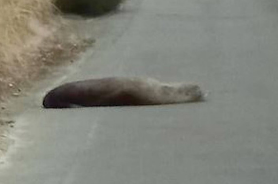 The fur seal spotted on the Harbour Cycleway yesterday morning. Photo / Supplied