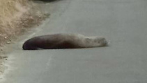 Fur seal spotted too close to Otago cycleway entrance