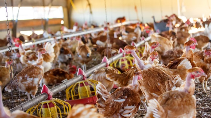 More than a million chickens and ducks have been culled since late May in NSW and Victoria due to bird flu. Photo / 123RF