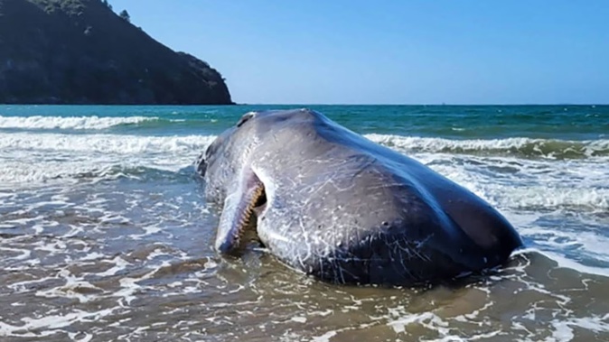 The sperm whale washed up at Matapaua Bay in October. Photo / Nick Kelly, Department of Conservation