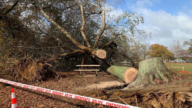 The 80-year-old pin oak claimed the life of an 81-year-old amazing woman and mother, according to the family of Margaret Evelyn who died in Cambridge last week. Photo / Adam Pearse