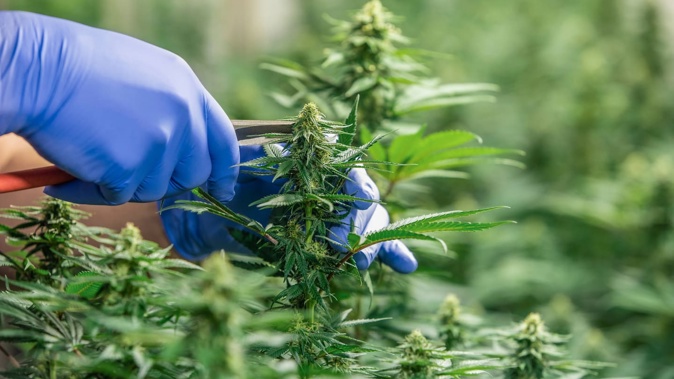 A licensed cannabis grower currently has the ability to obtain illicit seeds and plants.