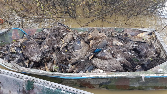 Thousands of wetland birds have been killed by the recent outbreak of botulism. Photo / Fish and Game NZ