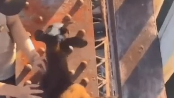 Watch: Police probe after 'distressing' footage emerges of youths hurling baby goat to death