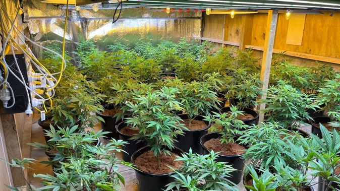 Police seized more than 10 tonnes of cannabis from 120 clandestine 'grow houses' across Auckland during Operation Beryl in July and August 2025. Photo / NZ Police