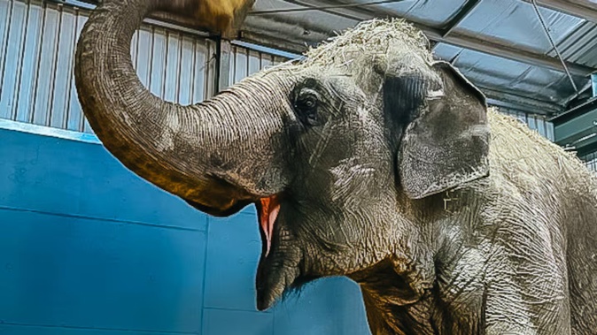 Burma in her new forever home at Zoos South Australia’s (ZSA) Monarto Safari Park, November 13. Photo / Auckland Zoo