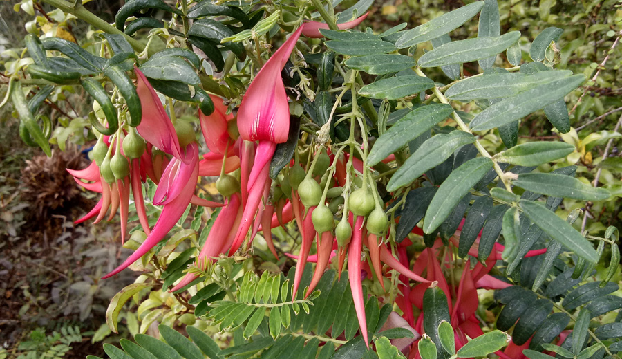Kakabeak Broadfields in Spring. Photo / Supplied