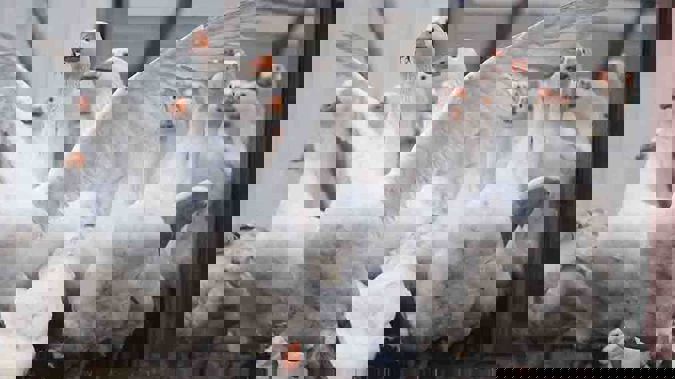 A gaggle of geese caused havoc at a running event in Hamilton after a 'serious incident' saw joggers attacked over the weekend. (Photo / Getty)