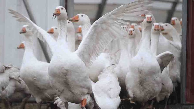 A gaggle of geese caused havoc at a running event in Hamilton after a 'serious incident' saw joggers attacked over the weekend. (Photo / Getty)