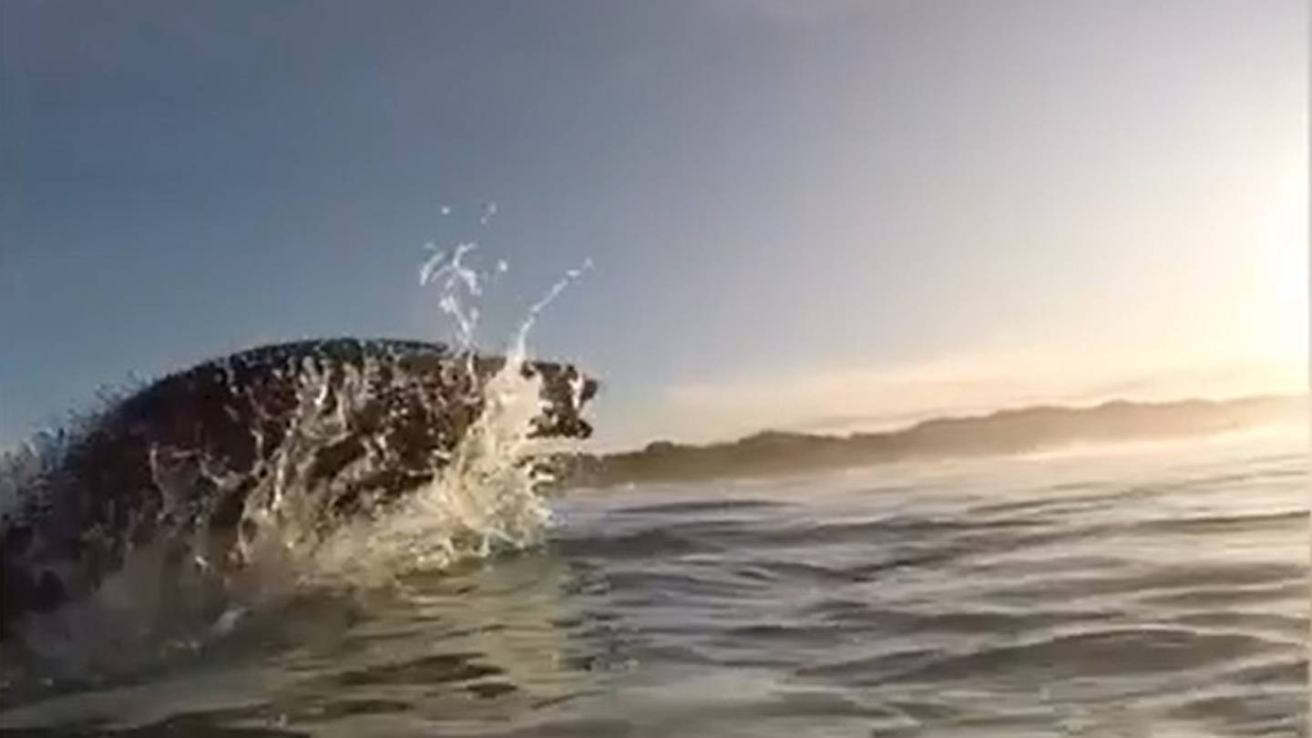 A Dunedin man says he does not hold a grudge against the sea lion that bit him. Photo / Supplied via Otago Daily Times