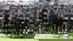 Māori landowners' agriculture assets include $8.9b in beef and sheep farming. Photo / File