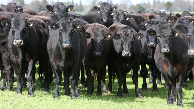 Māori landowners' agriculture assets include $8.9b in beef and sheep farming. Photo / File