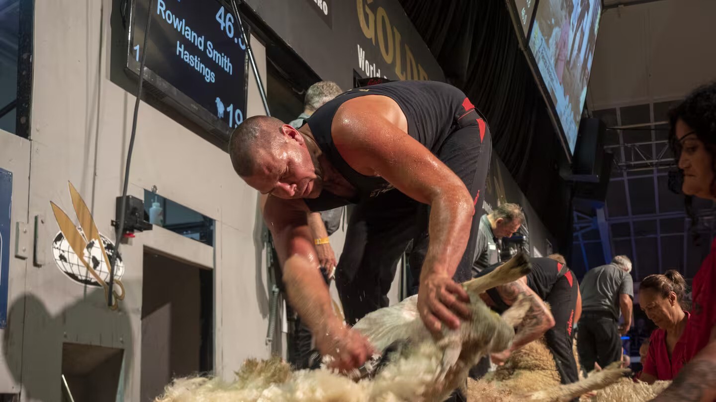  Shearer Rowland Smith to advance to 2026 Golden Shears champs