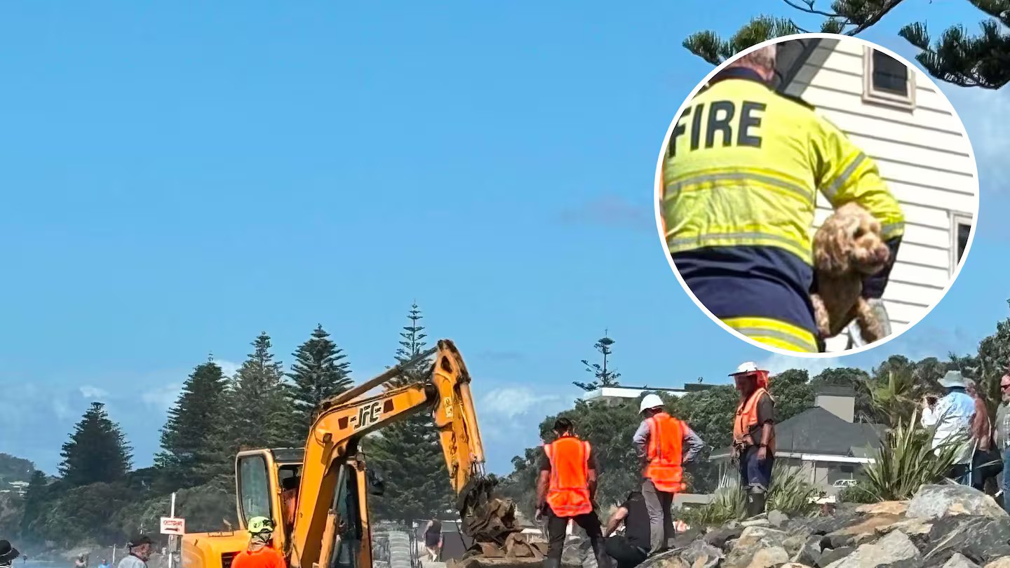 'Close call': Dog rescued after falling down hole in rock wall at Auckland beach