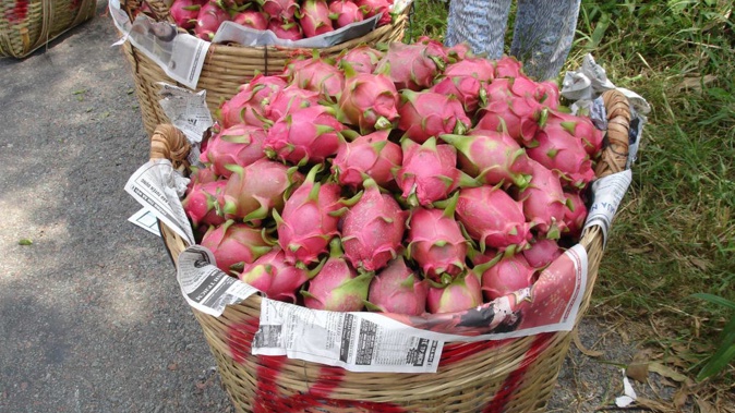 Dragon fruit developed by Plant and Food Research. Photo / Supplied / Plant and Food Research
