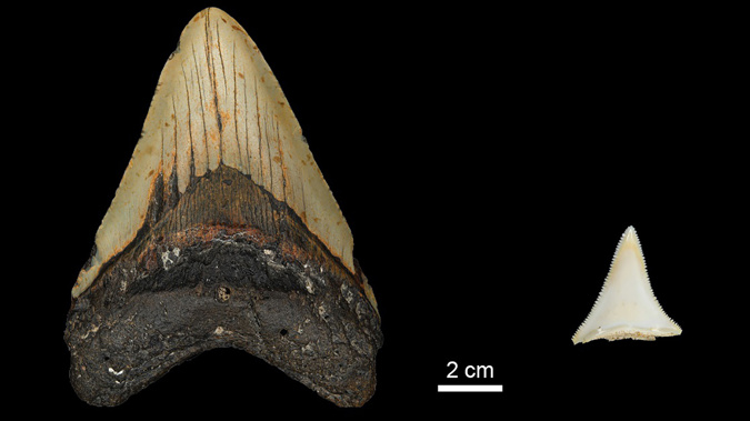 A tooth belonging to an extinct Otodus megalodon (L) and a tooth of a modern great white shark (left) are shown. Megalodon was almost four times bigger than the great white shark that cruises our oceans today. Photo / MPI for Evolutionary Anthropology