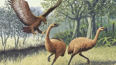 Moa - pictured being attacked by a Haast's eagle - were large, flightless birds that lived in New Zealand until about 500 years ago. (Illustration / John Megahan)