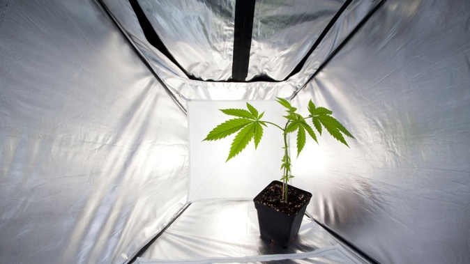 Multiple plants were found at the Whangārei property, including inside two grow tents. Photo / 123rf