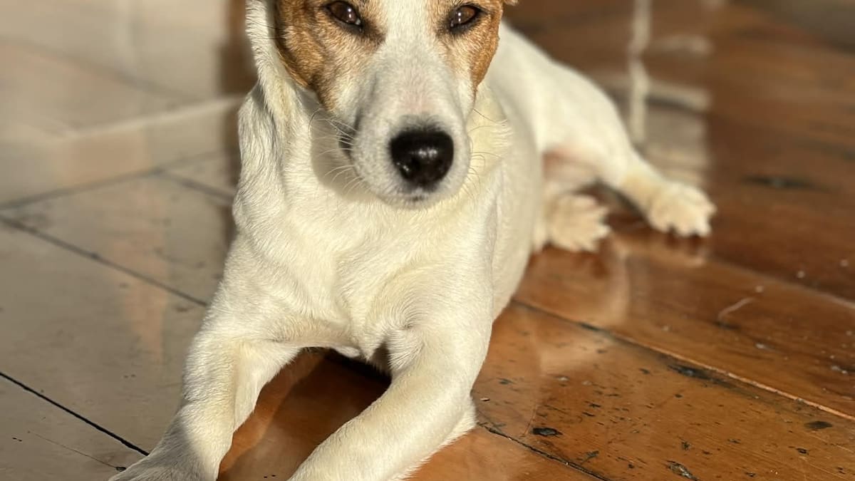 'No questions asked': Man offers $5k reward for return of missing dog